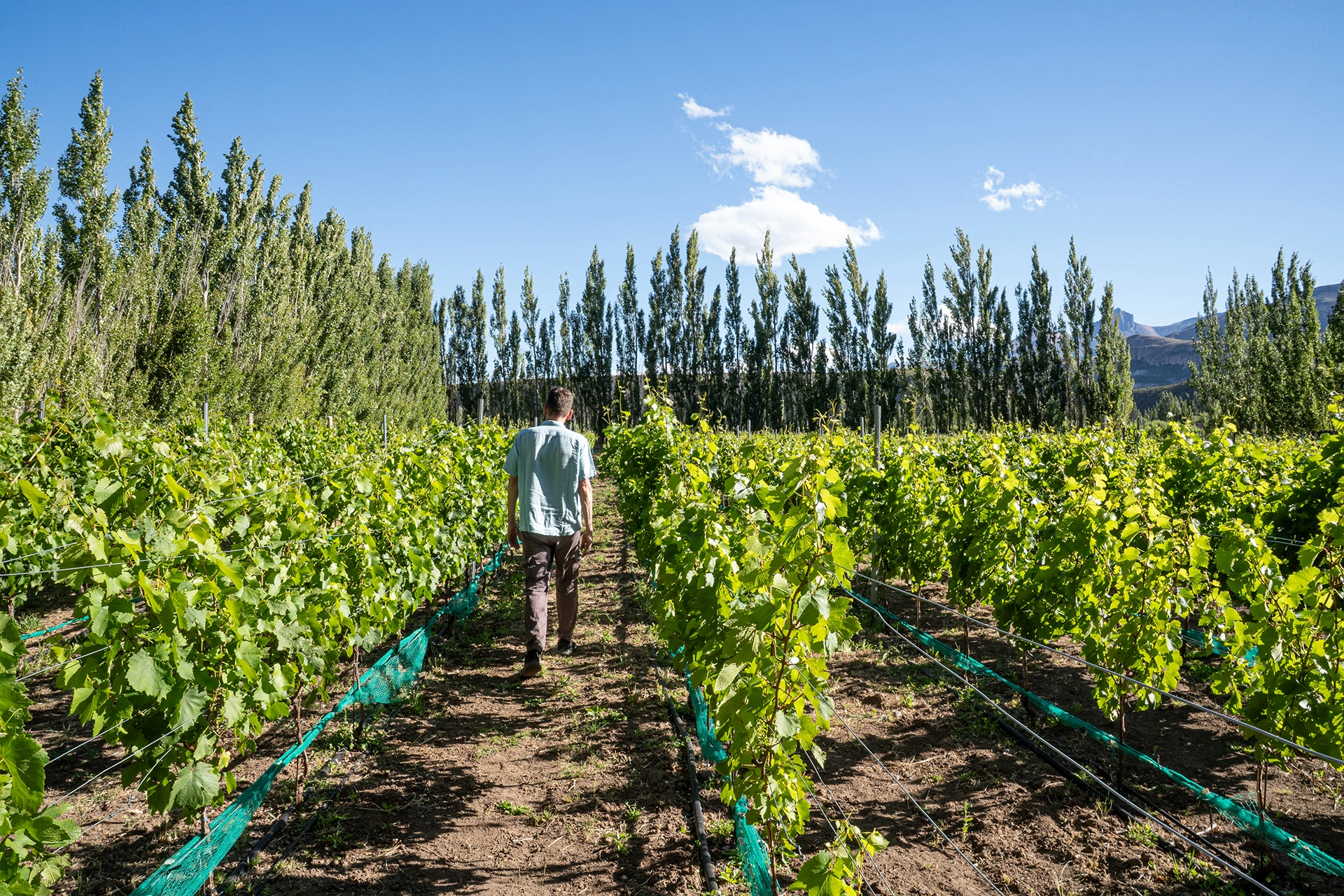 Winemaking